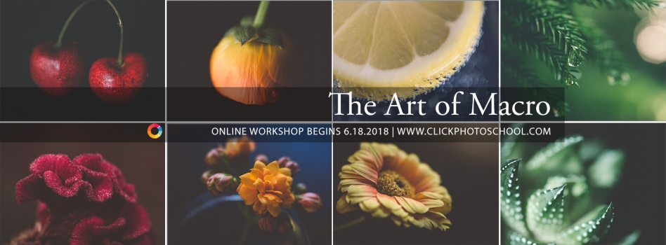 online macro photography workshop with tiffany kelly